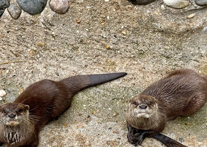 Mobilhome Super Titania - 3 Bedrooms - Family Jf102 Les Mathes