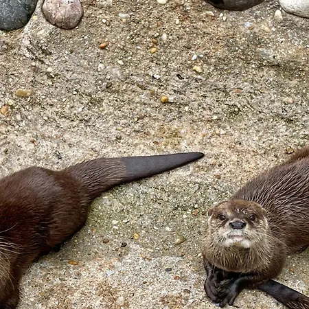 Mobilhome Super Titania - 3 Bedrooms - Family Jf102 لو ماثيز